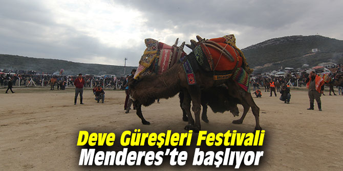 Deve Güreşleri Festivali Menderes’te başlıyor