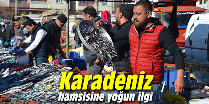 Karadeniz hamsisine yoğun ilgi
