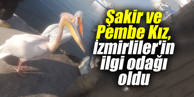Şakir ve Pembe Kız, İzmirliler'in ilgi odağı oldu