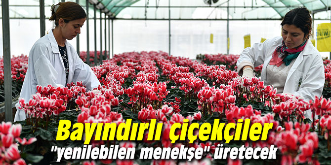 Bayındırlı çiçekçiler  "yenilebilen menekşe" üretecek