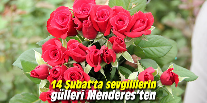 14 Şubat'ta sevgililerin gülleri Menderes’ten