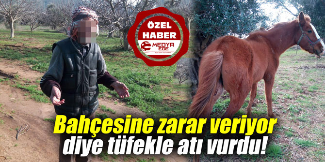 Bahçesine zarar veriyor diye tüfekle atı vurdu!
