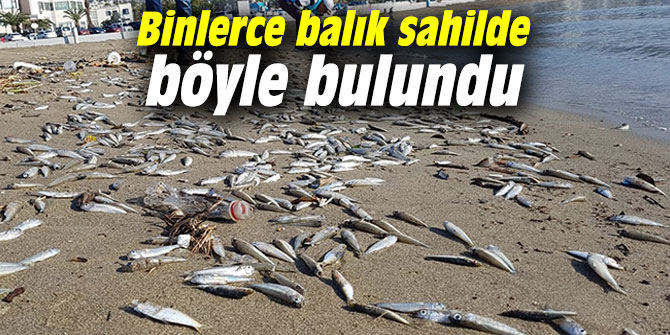 Binlerce balık sahilde böyle bulundu