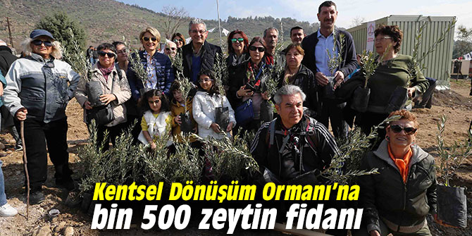 Kentsel Dönüşüm Ormanı’na bin 500 zeytin fidanı