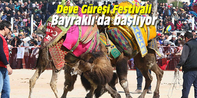 Deve Güreşi Festivali Bayraklı'da başlıyor