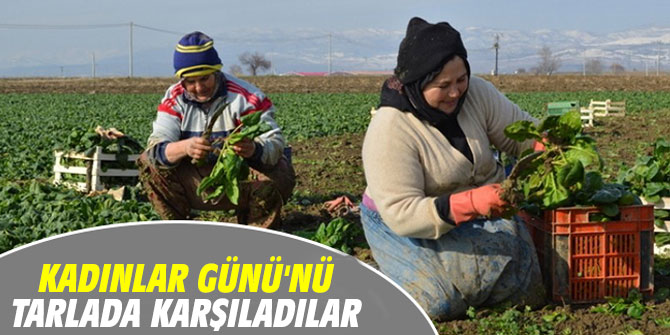 8 Mart Dünya Kadınlar Günü'nü tarlada karşıladılar