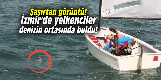 Şaşırtan görüntü! İzmir'de yelkenciler denizin ortasında buldu!