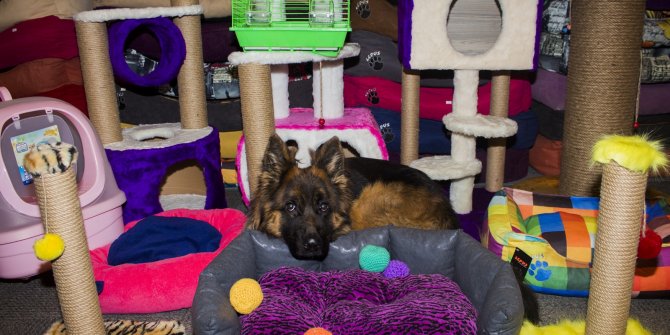 Pet İzmir 2019 Fuarı'nın gözdesi organik ürünler oldu