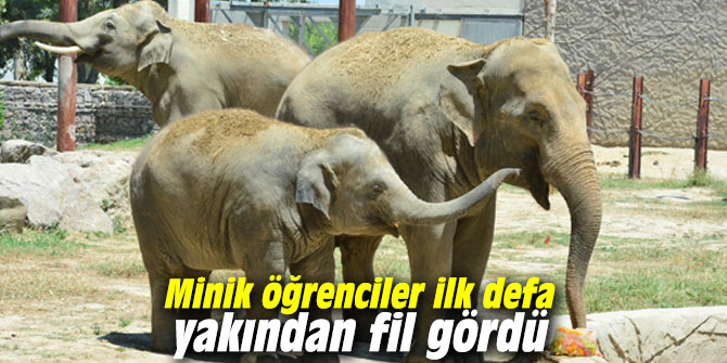Minik öğrenciler ilk defa yakından fil gördü