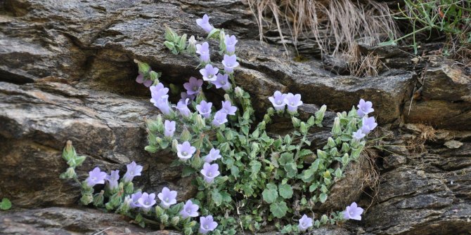 Ege Üniversiteli bilim insanından bir keşif daha