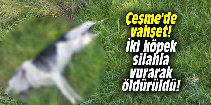 Çeşme'de vahşet! İki köpek silahla vurarak öldürüldü!