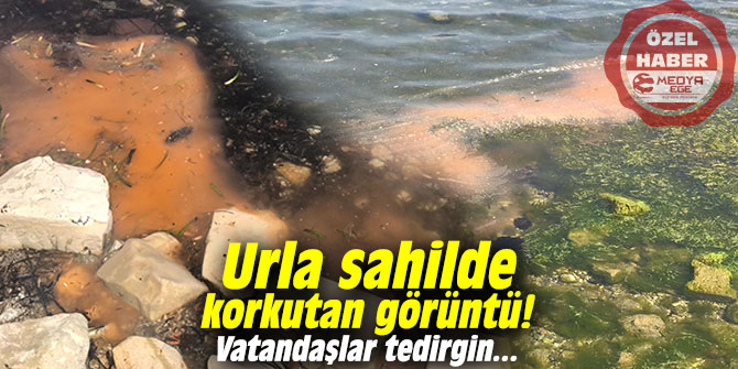 Urla sahilde korkutan görüntü! Vatandaşlar tedirgin