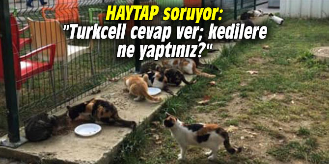 HAYTAP soruyor: "Turkcell cevap ver; kedilere ne yaptınız?"