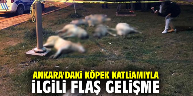 Ankara'daki köpek katliamıyla ilgili flaş gelişme