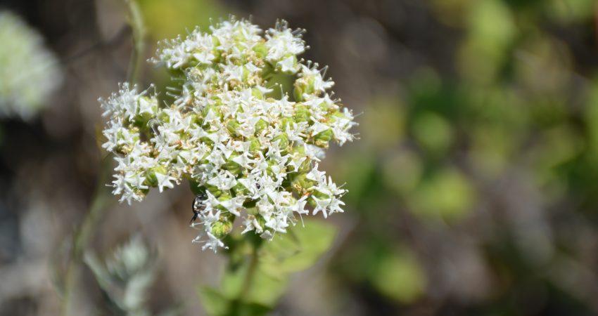 İzmir Kekiği, Türk tarımına kazandırıldı