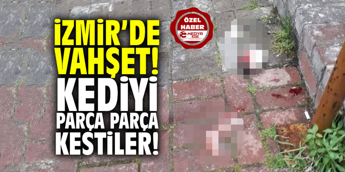 İzmir'de vahşet! Kediyi parça parça kestiler!