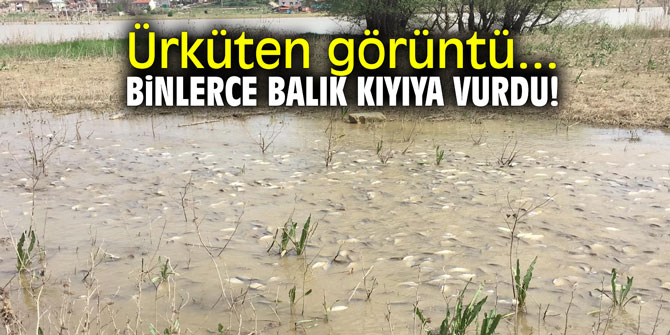 Binlerce balık kıyıya vurdu