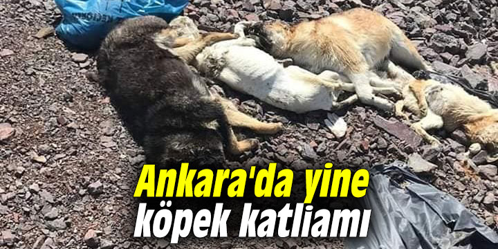 Ankara'da yine köpek katliamı