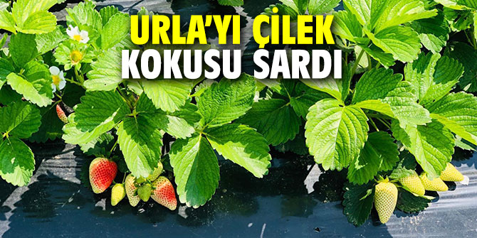 Urla’da çilekler meyvelerini vermeye başladı