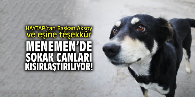 Menemen'de hayvanlar kısırlaştırılıyor
