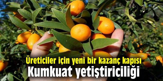 Üreticiler için yeni bir kazanç kapısı Kumkuat yetiştiriciliği
