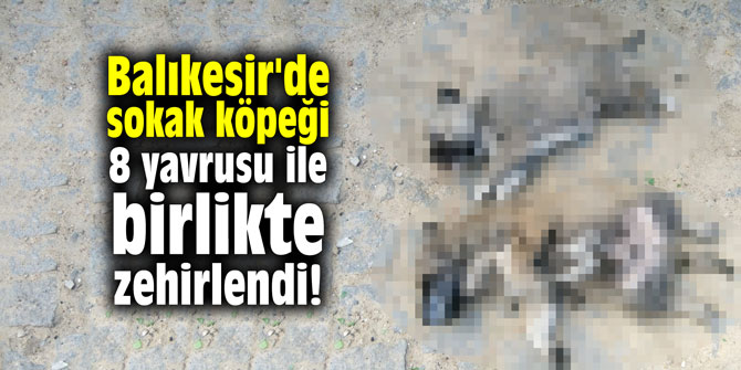 Balıkesir'de sokak köpeği 8 yavrusu ile birlikte zehirlendi!