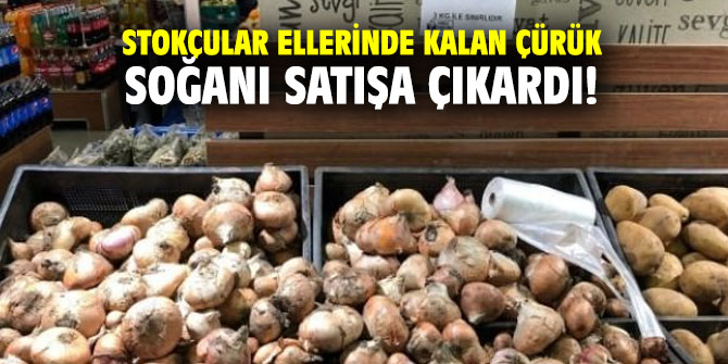 Stokçular ellerinde kalan çürük soğanı satışa çıkardı!