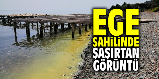Ege sahilinde şaşırtan görüntü!