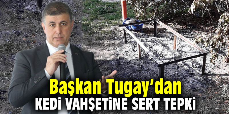 Başkan Tugay’dan kedi vahşetine sert tepki!
