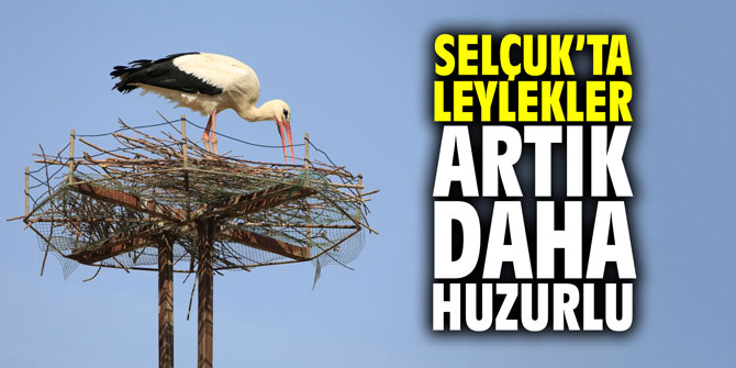 Selçuk'ta leylekler artık daha huzurlu