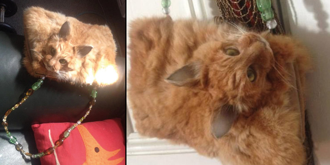 Ölmüş Kediden Çanta İsyan Ettirdi
