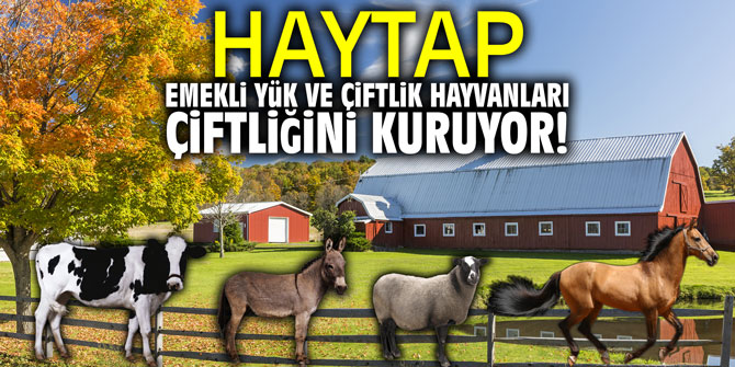 HAYTAP, Emekli yük ve çiftlik hayvanları çiftliğini kuruyor