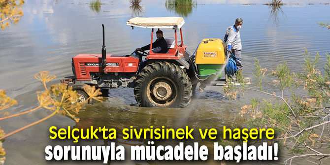 Selçuk'ta sivrisinek ve haşere sorunuyla mücadele başladı!