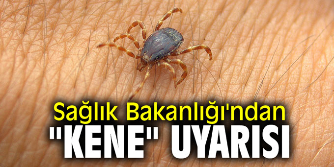 Sağlık Bakanlığı'ndan "Kene" uyarısı