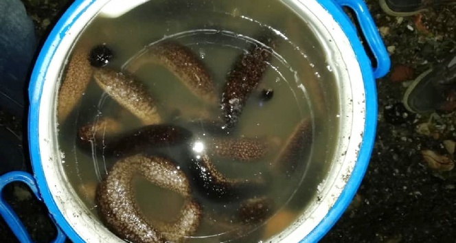 Deniz patlıcanı avlamak yasaklandı!