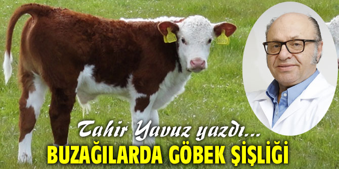 BUZAĞILARDA GÖBEK ŞİŞLİĞİ