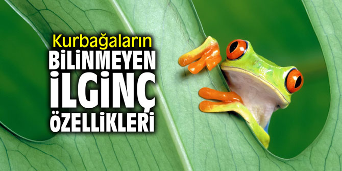 Kurbağaların bilinmeyen ilginç özellikleri!