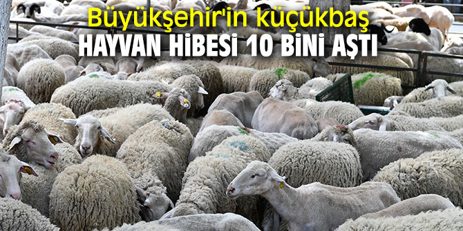 Büyükşehir'in küçükbaş hayvan hibesi 10 bini aştı