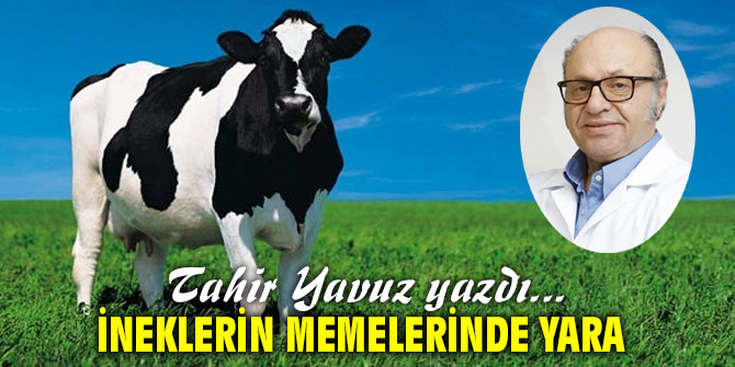 İNEKLERİN MEMELERİNDE YARA