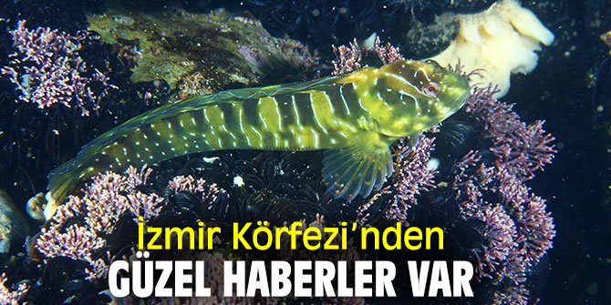 İzmir Körfezi’nin altında renk cümbüşü