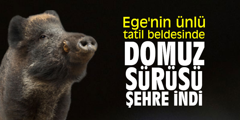 Ege'nin ünlü tatil beldesinde domuz sürüsü şehre indi