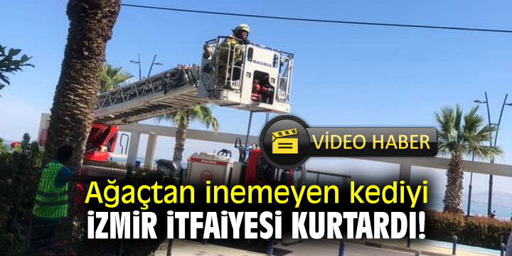 Ağaçtan inemeyen kediyi İzmir İtfaiyesi kurtardı