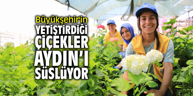 Büyükşehir'in yetiştirdiği çiçekler Aydın'ı süslüyor
