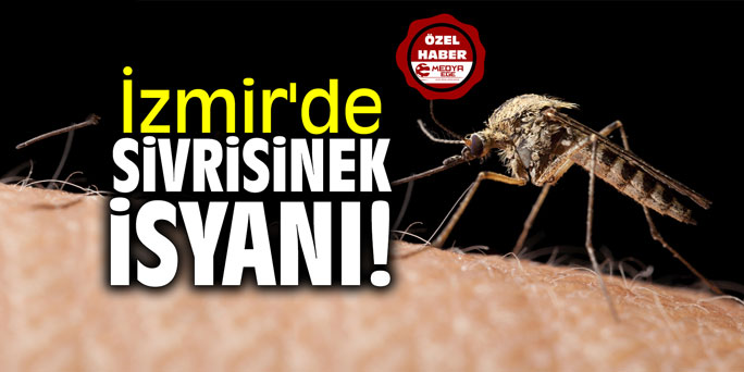 İzmir'de sivrisinek isyanı!