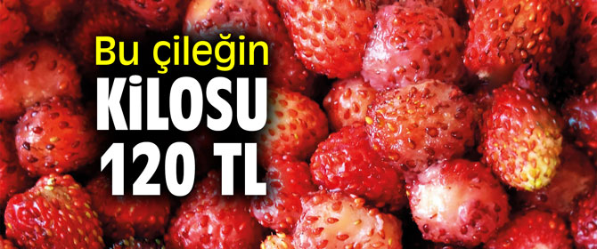 Bu çileğin kilosu 120 lira!