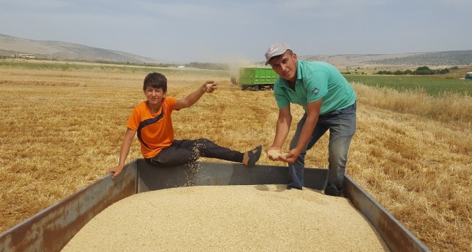 Yüksek rekolte çiftçiyi sevindirdi