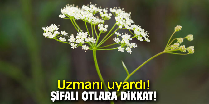 Uzmanı uyardı! Şifalı otlara dikkat!