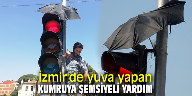İzmir'de yuva yapan kumruya şemsiyeli yardım