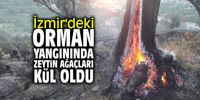 İzmir'deki orman yangınında zeytin ağaçları kül oldu