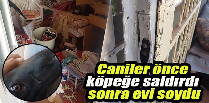Hırsızlar, evi koruyan köpeğe canice saldırdı!